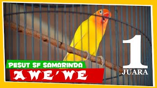 [EXCLUSIVE] AWE'WE PESUT SF Samarinda Juara 1 Kelas Utama Love Bird Piala Gubernur Banten