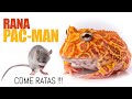 Mi nueva rana Pacman COME RATAS! |  (Ceratophrys cranwelli)