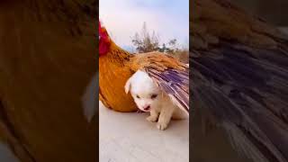 Funny Dog Video