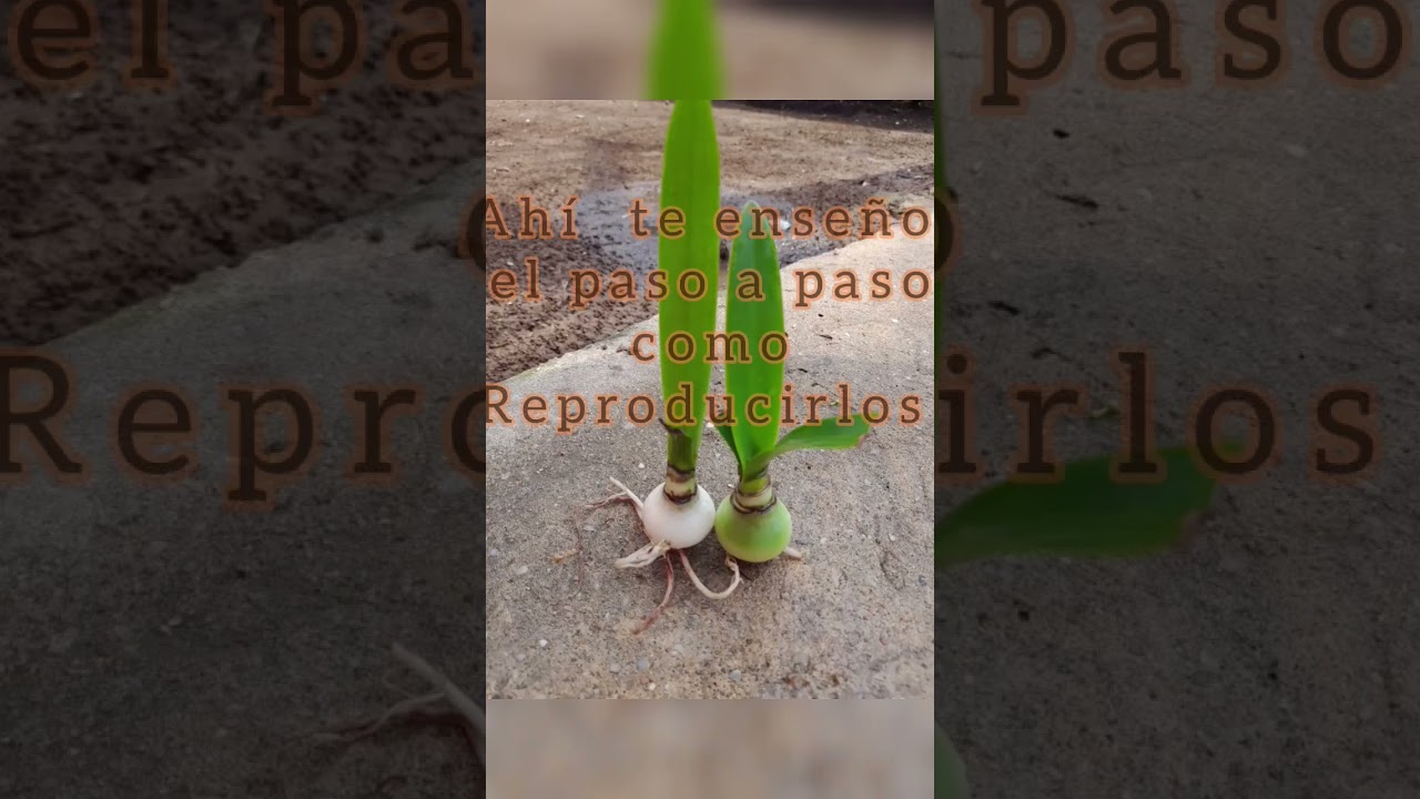 😊🌻Te enseño como Reproducir tus Hippeastrum (Amarilis)🌺🌸🌼De una Manera muy fácil