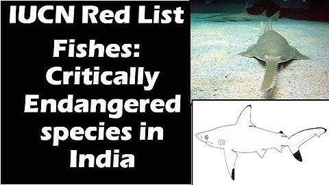 Fishes: Critically endangered species in India: IUCN Red list