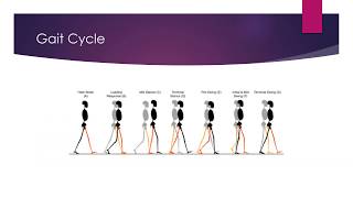 Gait Development - Kin 332