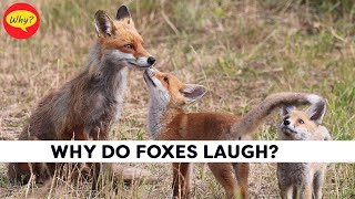 Why do foxes laugh | Fascinating facts #23 | Why Things Happen