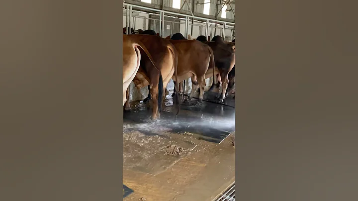 The shepherds regularly clean the farm with cow dung and water#bulls #cowdung #cattlefarm #shorts
