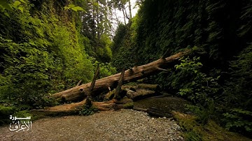 [ وَنَزَعْنَا مَا فِي صُدُورِهِم مِّنْ غِلٍّ… ] - القارئ أحمد النفيس