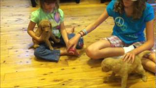 F1B Goldendoodle Puppies by HoosierDoodles 184 views 12 years ago 6 minutes, 32 seconds