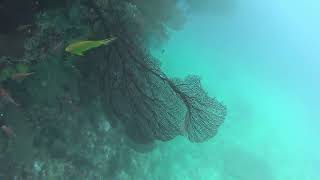 fiji pacific harbour diving soft coral screenshot 1
