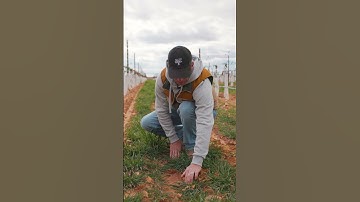 Our Cover Crops Are Looking GOOD! #shorts