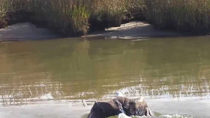 Eagle rescued from drowning