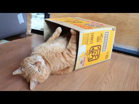 しみチョココーンの箱と麦茶　box and cat　260519