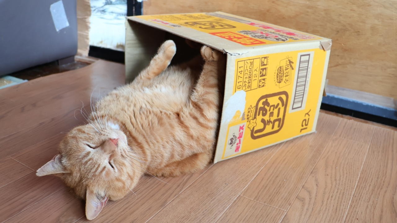 〆近々再出品！複合コーンカラー 首の猫コーン 小さな猫のコーン 猫舐めコーン 猫 しみチョココーンの箱と麦茶 box and cat | かご猫 Blog