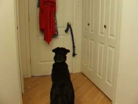 Video: Apakah Isyarat Verbal Atau Sinyal Tangan Lebih Efektif dalam Pelatihan Anjing?