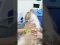 Ozonioterapia Veterinária: quando usar e quais os benefícios | Dr. Rafael Godoi – VetClin
