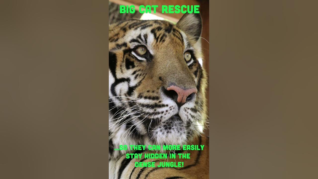 big-cat-facts-7-tiger-stripe-facts-tiger-bigcatrescue-bigcats