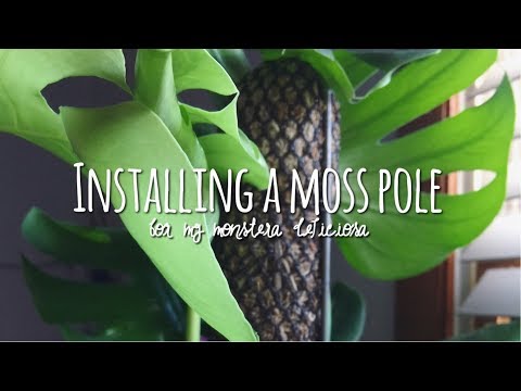 How to Grow Monstera on a Moss Pole