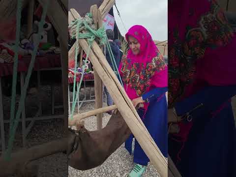 ساوه نمايشگاه ملی انار