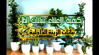 كيفية العناية بنباتات الظل  النباتات الداخلية  و متطلباتها   Indoor Plants Care
