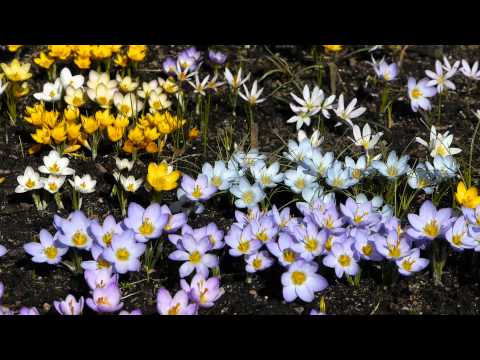 Video: Hepatika. Kopšana, Audzēšana, Pavairošana. Primrozes. Dekoratīvi Zied. Dārza Augi. Ziedi. Fotogrāfija. Alpu Slaids. Dārza ēnā