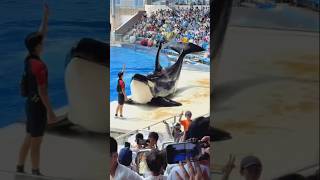 Animals Transformation | Giant dolphin😱