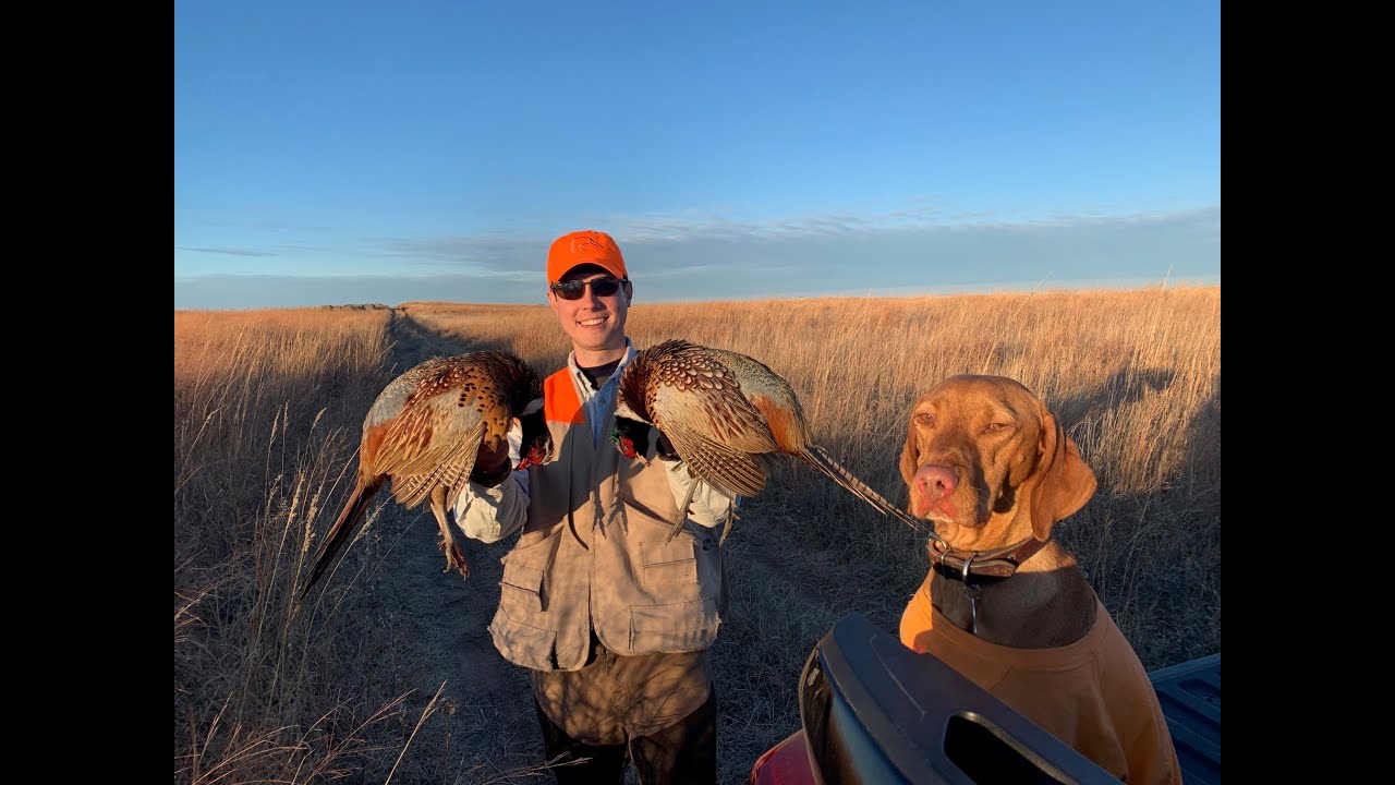 Brother Pheasant Hunt 2020 - 200+ birds seen!