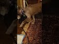 Cute puppy races to save her food from a huge dog! #funny #comedy #dog #pets #viralshorts #cute