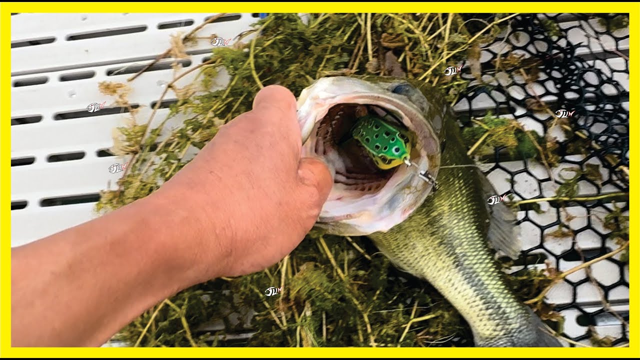 Big BASS on a FROG 7/20/2024