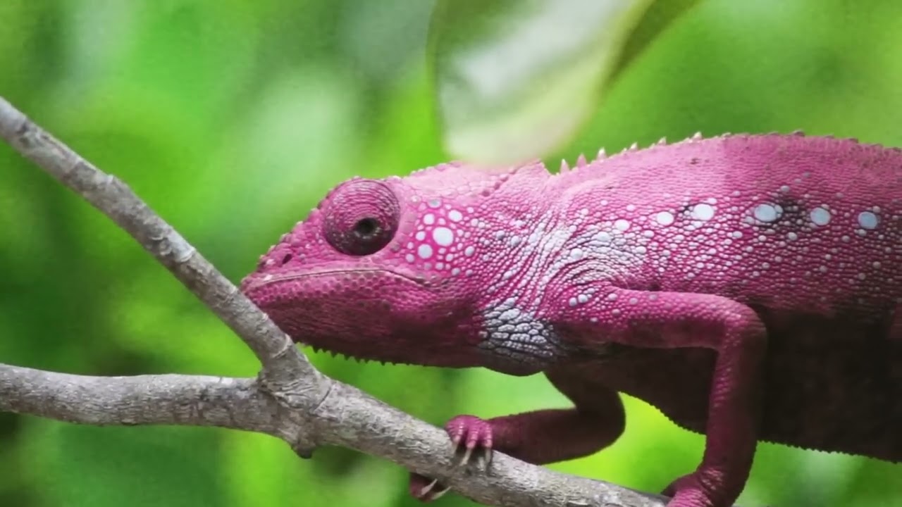 Bladee - Ask Jade (music video)