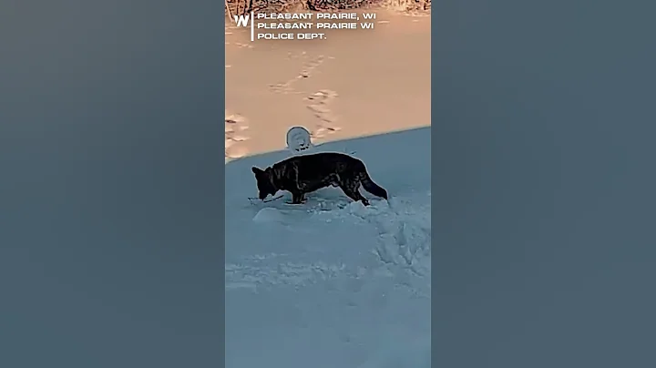 CAUGHT ON CAMERA: K9 Officer Attacks Unarmed Snowman
