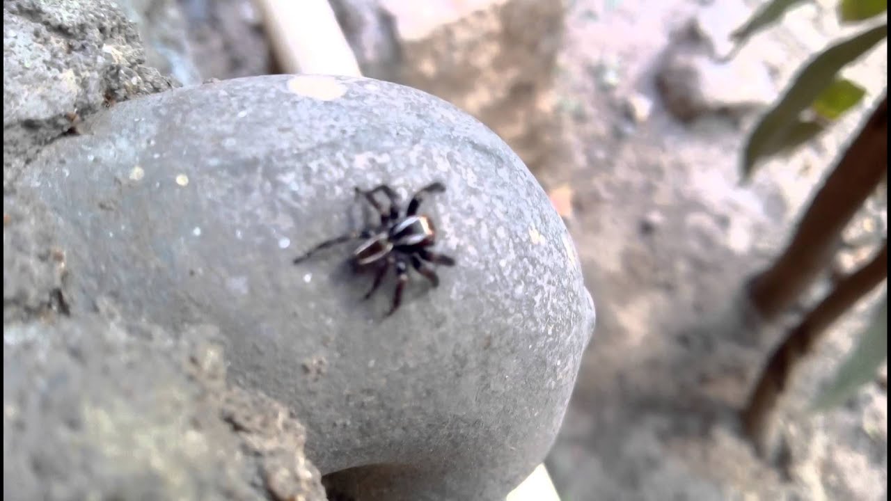 Best Camera Mobile For The Lowest Price - Xolo Q1200