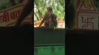 dashara bandariya 🐒 dukhu bandariya 🥺🥺🫡 #animals #animallovers