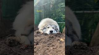 Belle ベル #greatpyrenees #todaysrunrun #グレートピレニーズ #今日のルンルン