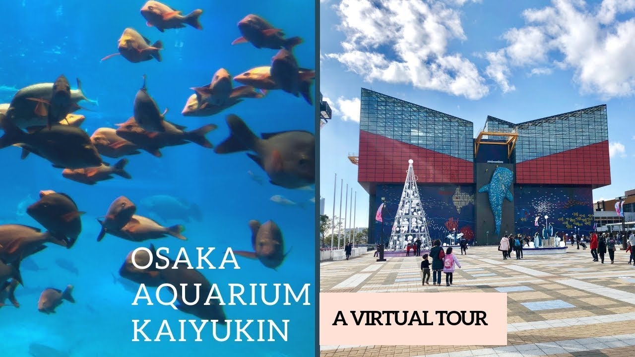 This aquarium is amazing Osaka Aquarium Tour Osaka Japan