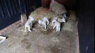 A set of Quads - lambs galore at Easton Farm Park