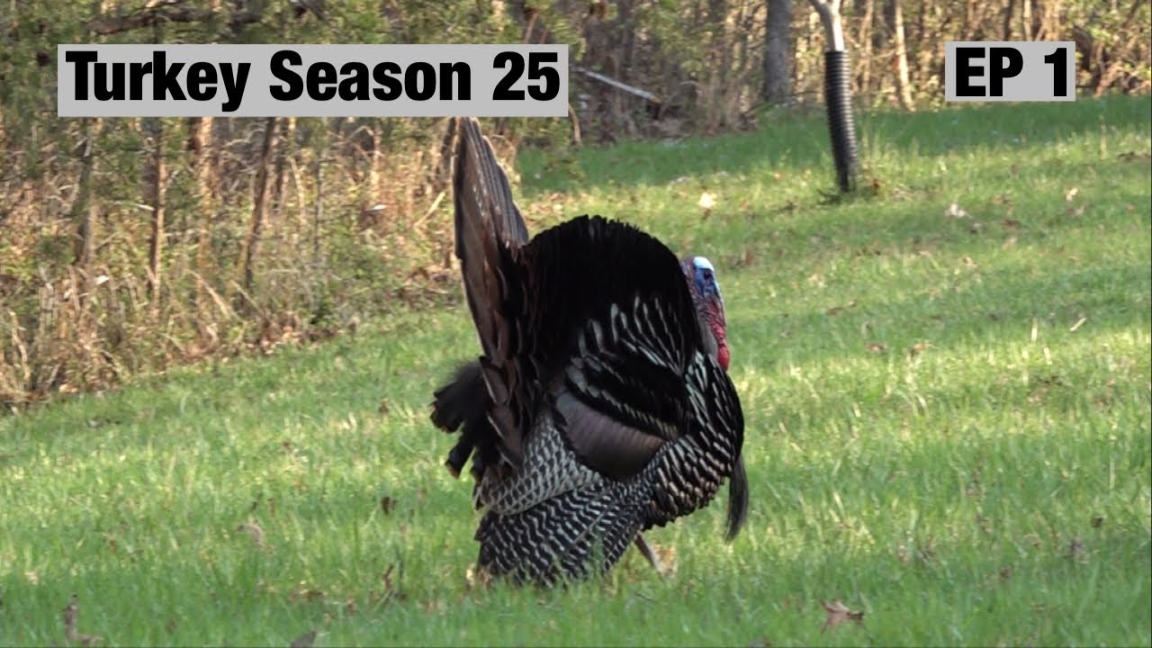 Spring Turkey Hunting 2025 Episode 1 The king and his court. 