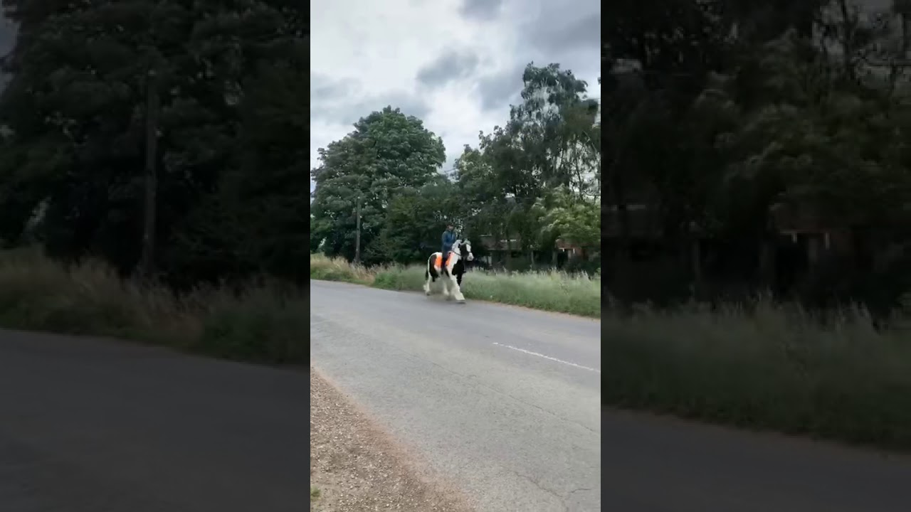Gorgeous 2014 Irish coloured cob by Lynn Robertson