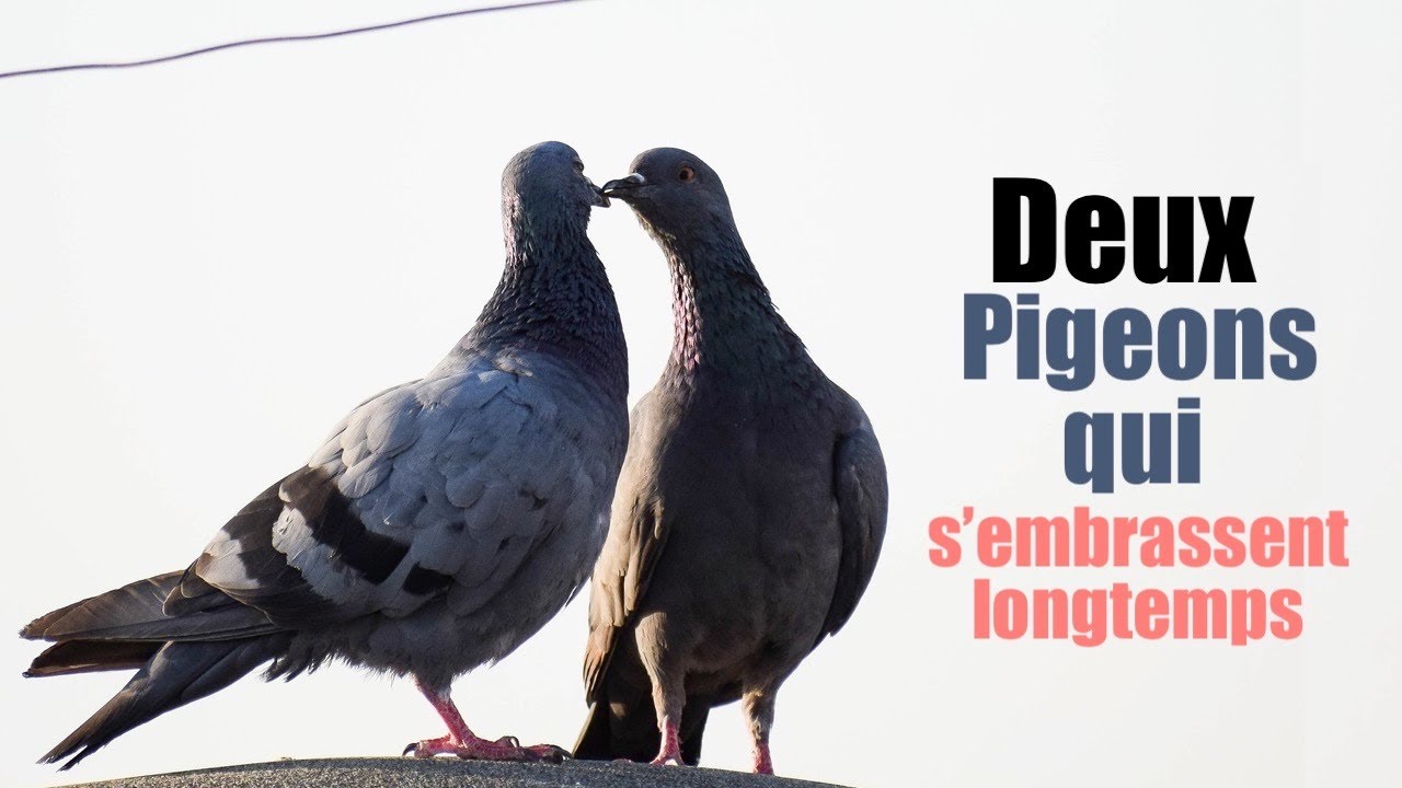 Deux pigeons qui s'embrassent longtemps et qui s'aiment d'amour tendre