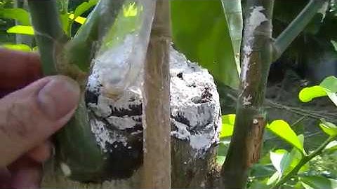 Cách Ghép Bưởi Cải Tạo 3 Loại Bưởi Vào Gốc Bưởi Dại Và Kết Quả | Grafting Improved