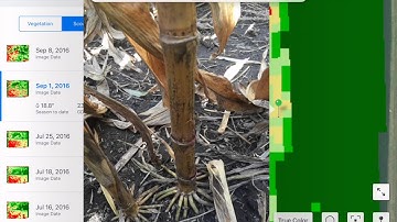 Field Scouting with FieldView