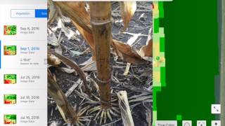 Field Scouting with FieldView