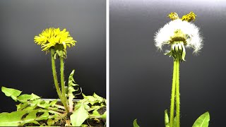 Dandelion Flower To Seedhead Timelapse - 1 Week