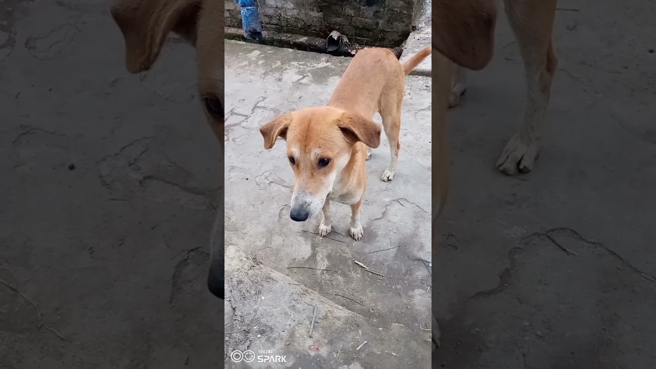 bahut hi jabardast dogi ki video dekhiae aur bataiye YouTube