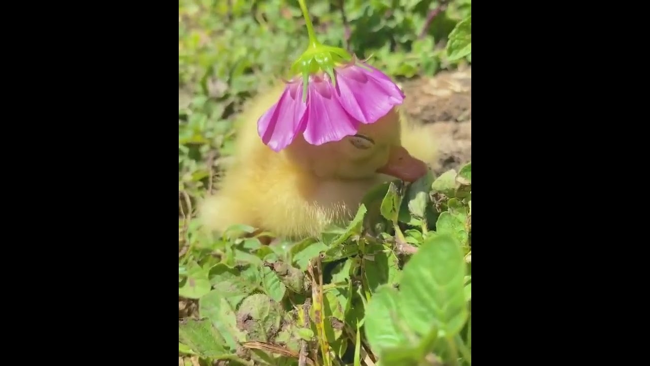 Duckling with a flower hat 