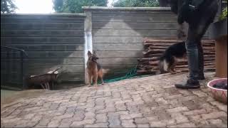 German shepherd attacks Owner Down ‍‍❤❤