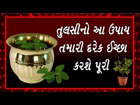 તુલસીનો એક ઉપાય તમારી દરેક ઈચ્છા પૂરી કરશે -  Tulsi Totka