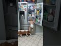 Basset Hound and Baby Break Into Fridge!