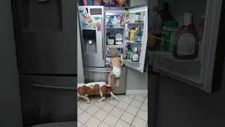 Basset Hound and Baby Break Into Fridge!