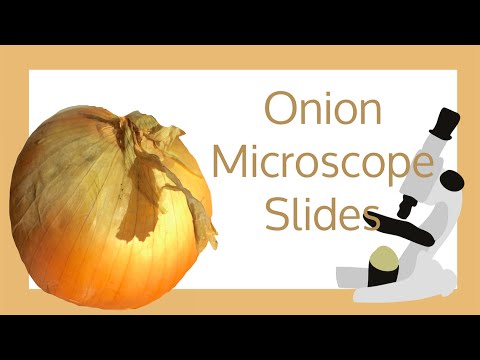 Onion Cell Microscope Slide Experiment