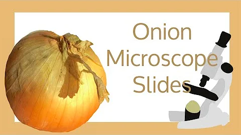 Onion Cell Microscope Slide Experiment
