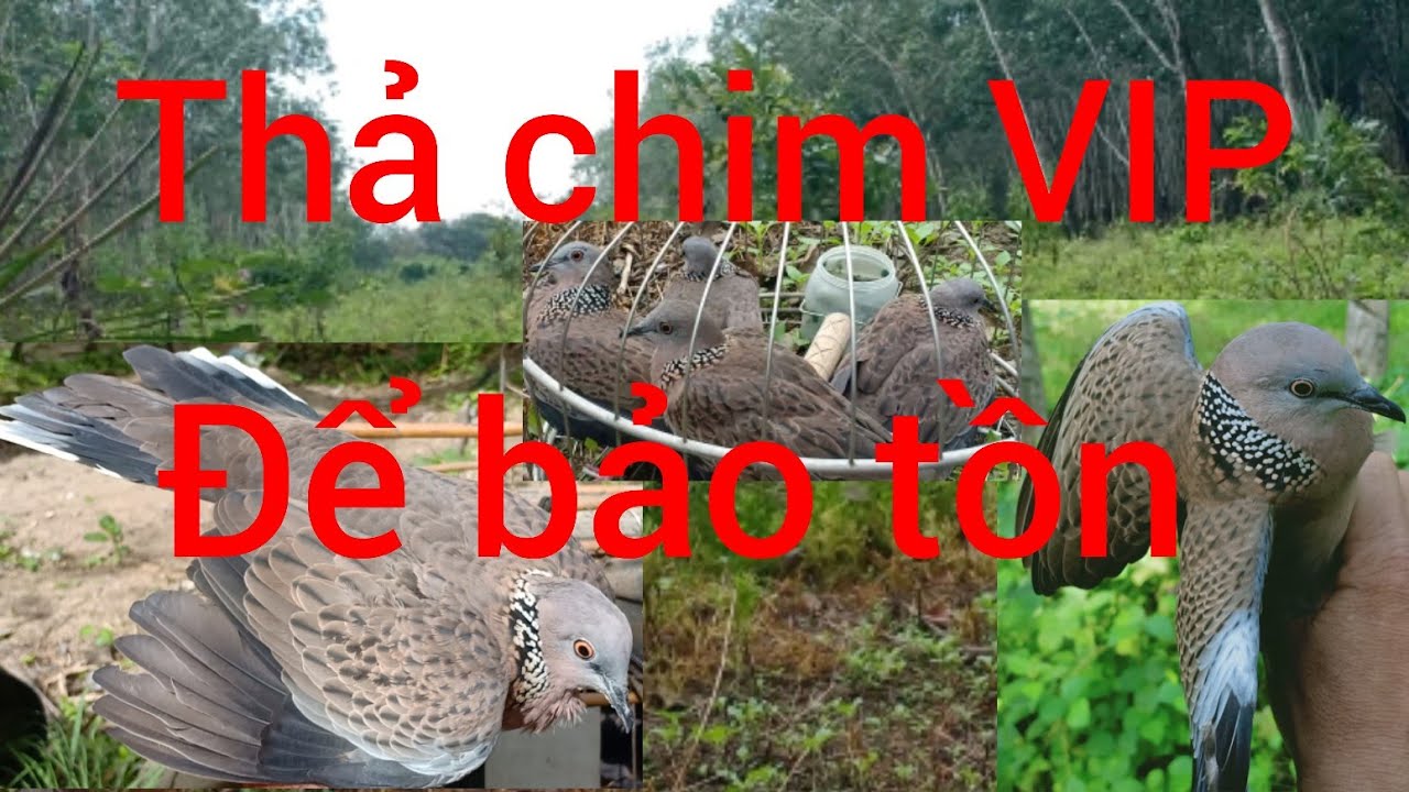 Thả 10 con chim vip để bảo tồn, chim cu gáy