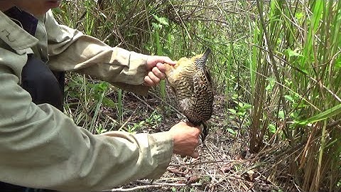 Bẫy chim Đa Đa vào bẫy quá nhanh | rov mus cuab qaib qag qag dua thiab 3/5/2020